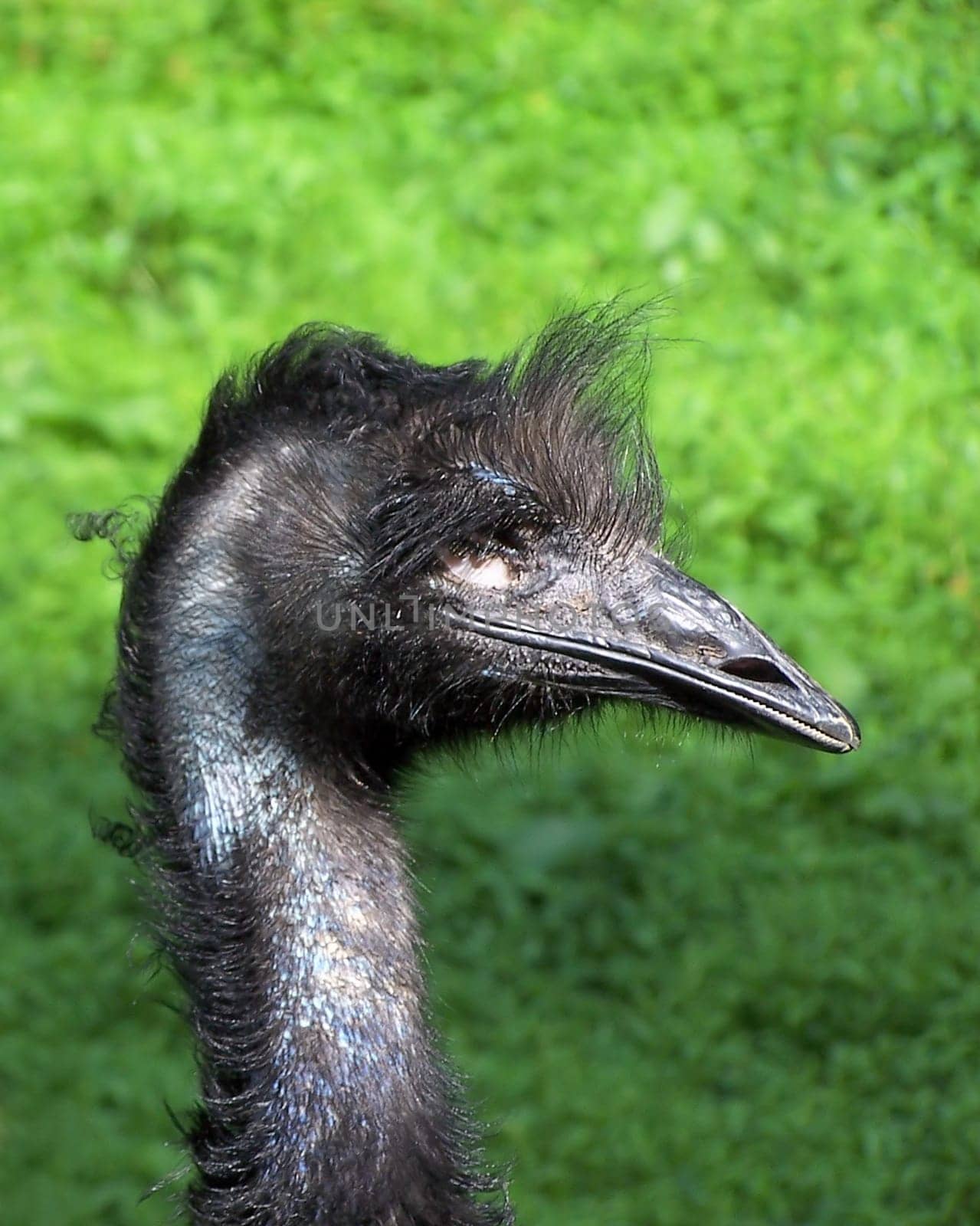 EMU,Dromaiidae,Dromaius