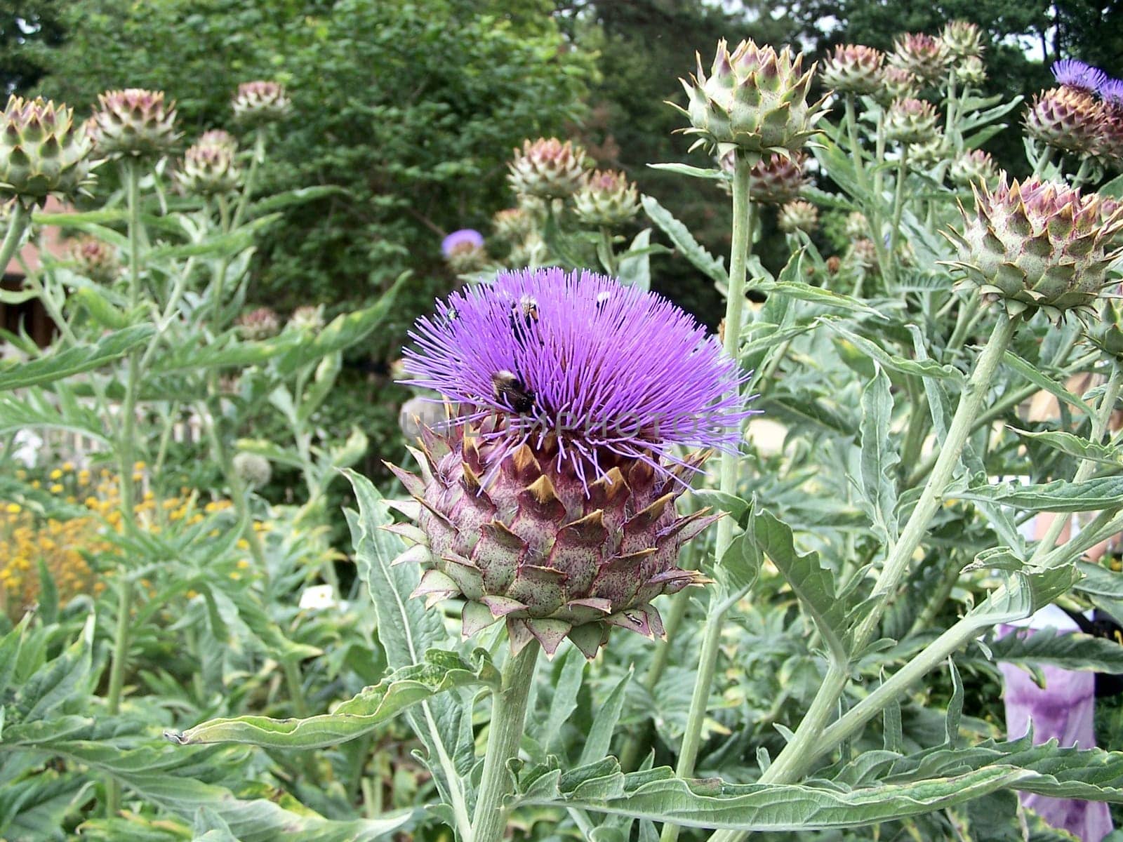 ARTICHOKE,Cynara scolymus,with bumblebees