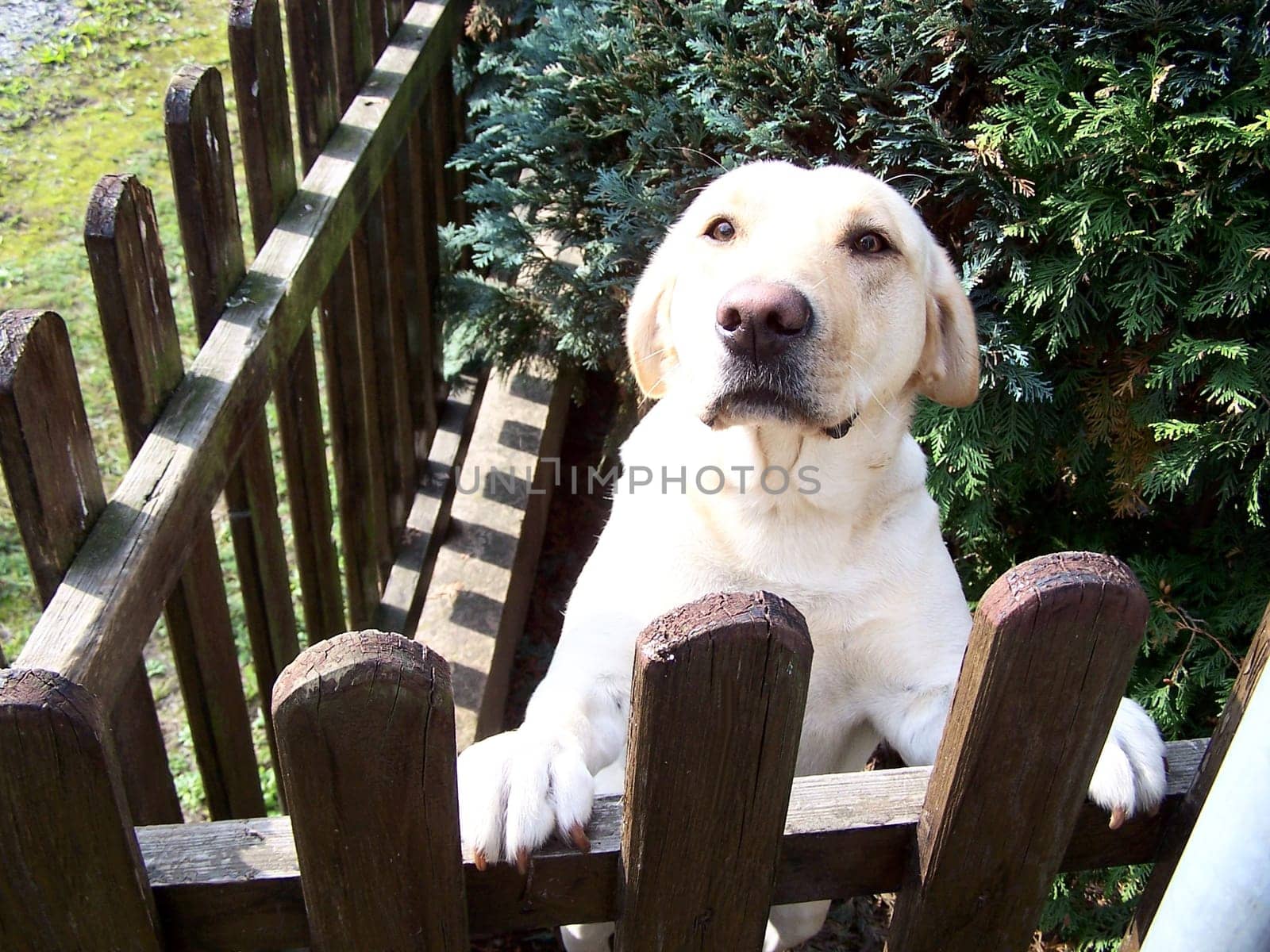Friendly dog