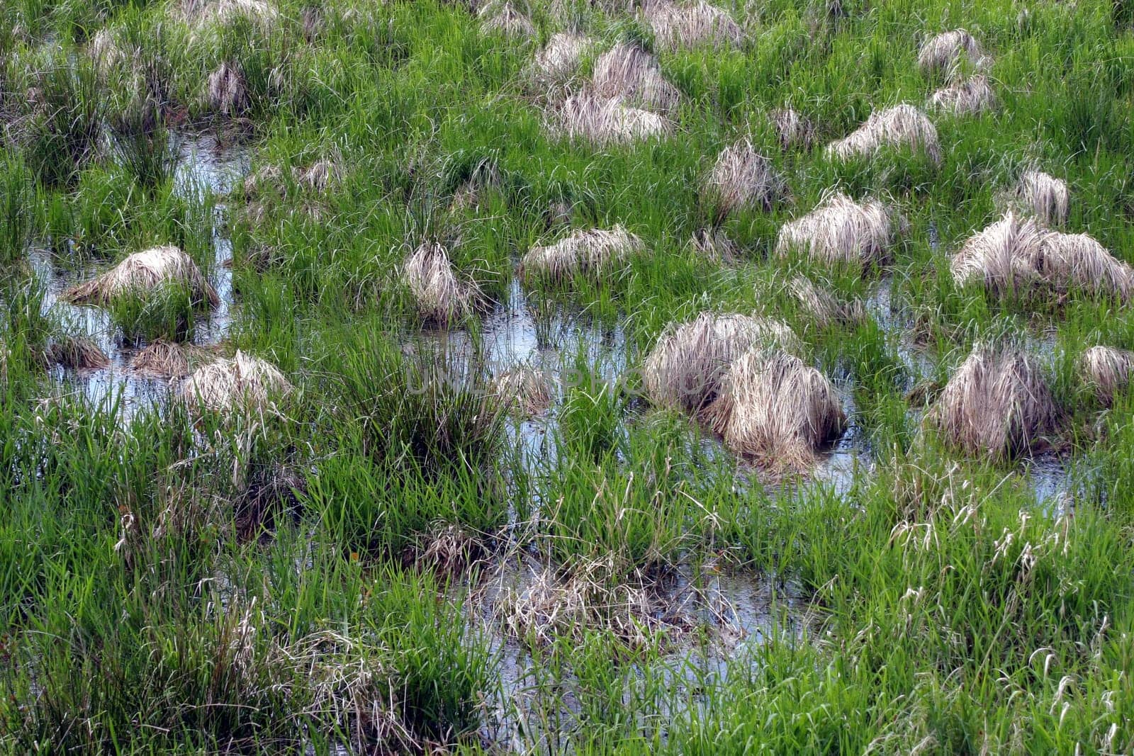Bog