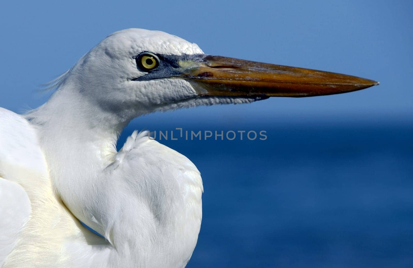 They called him Oscar. This big white heron sat on the fishing pier and usually got something off the catch. Over the years,he began to listen to his name and turned around when called.