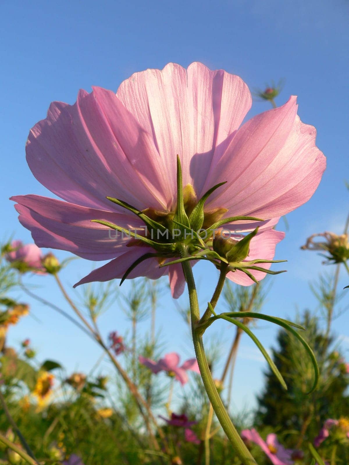 Summer flower