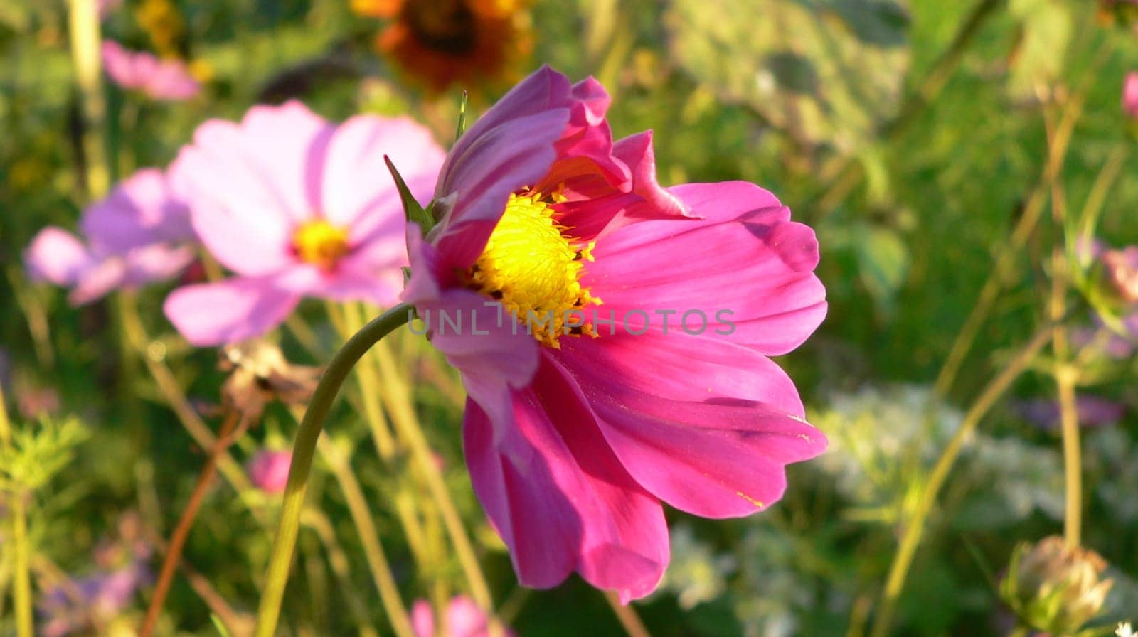 shy flower