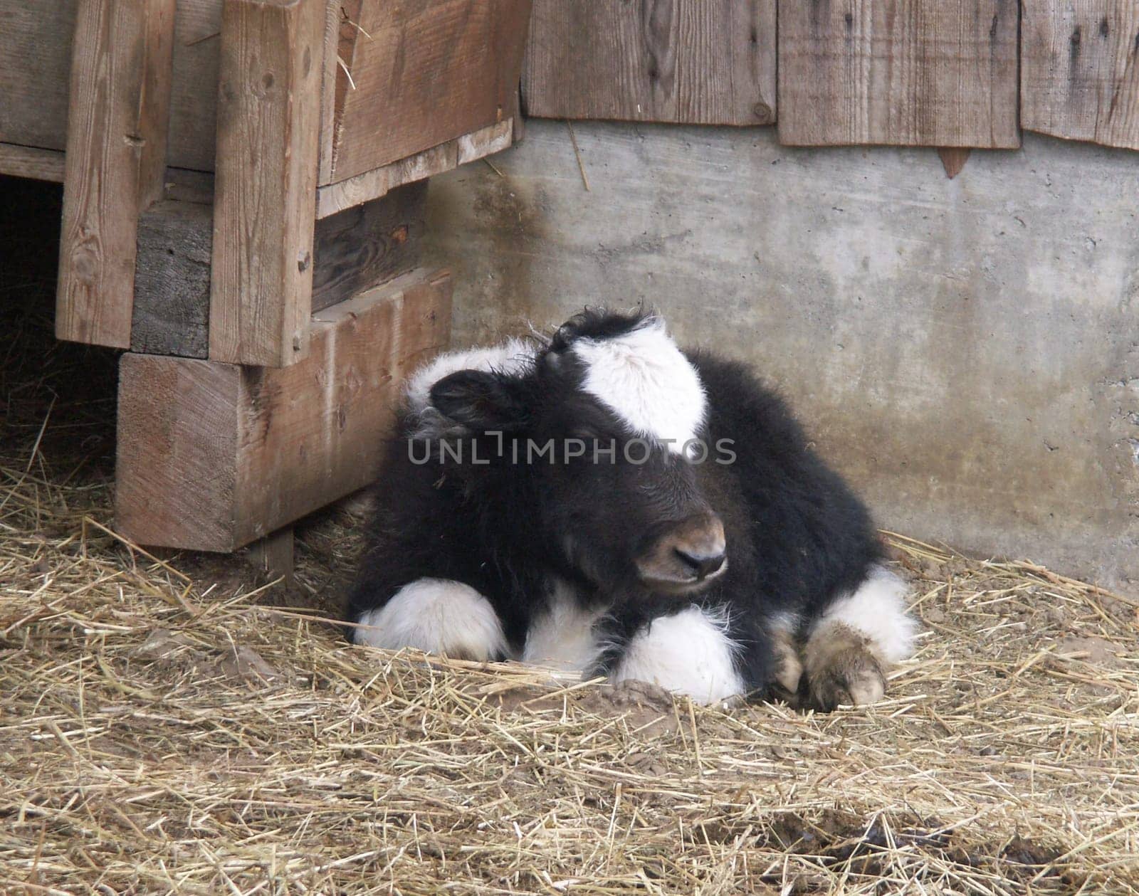 Yak calves