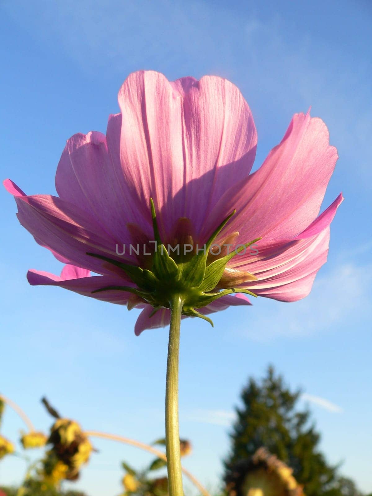 In the sunlight