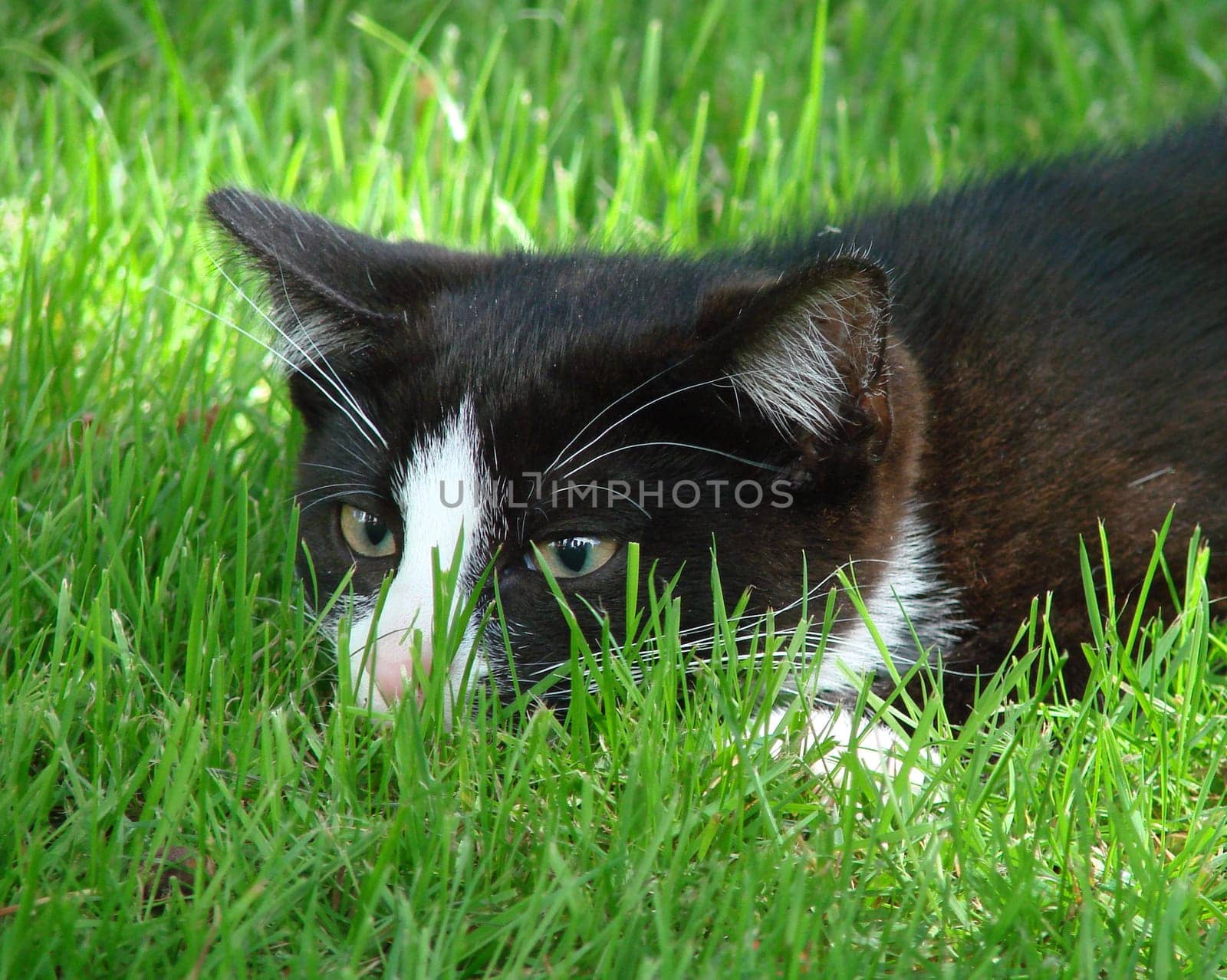 Ready to attack