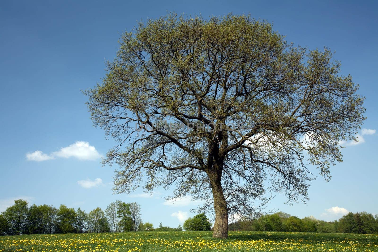 A solitary pedunculate oak in the course of the annual signs