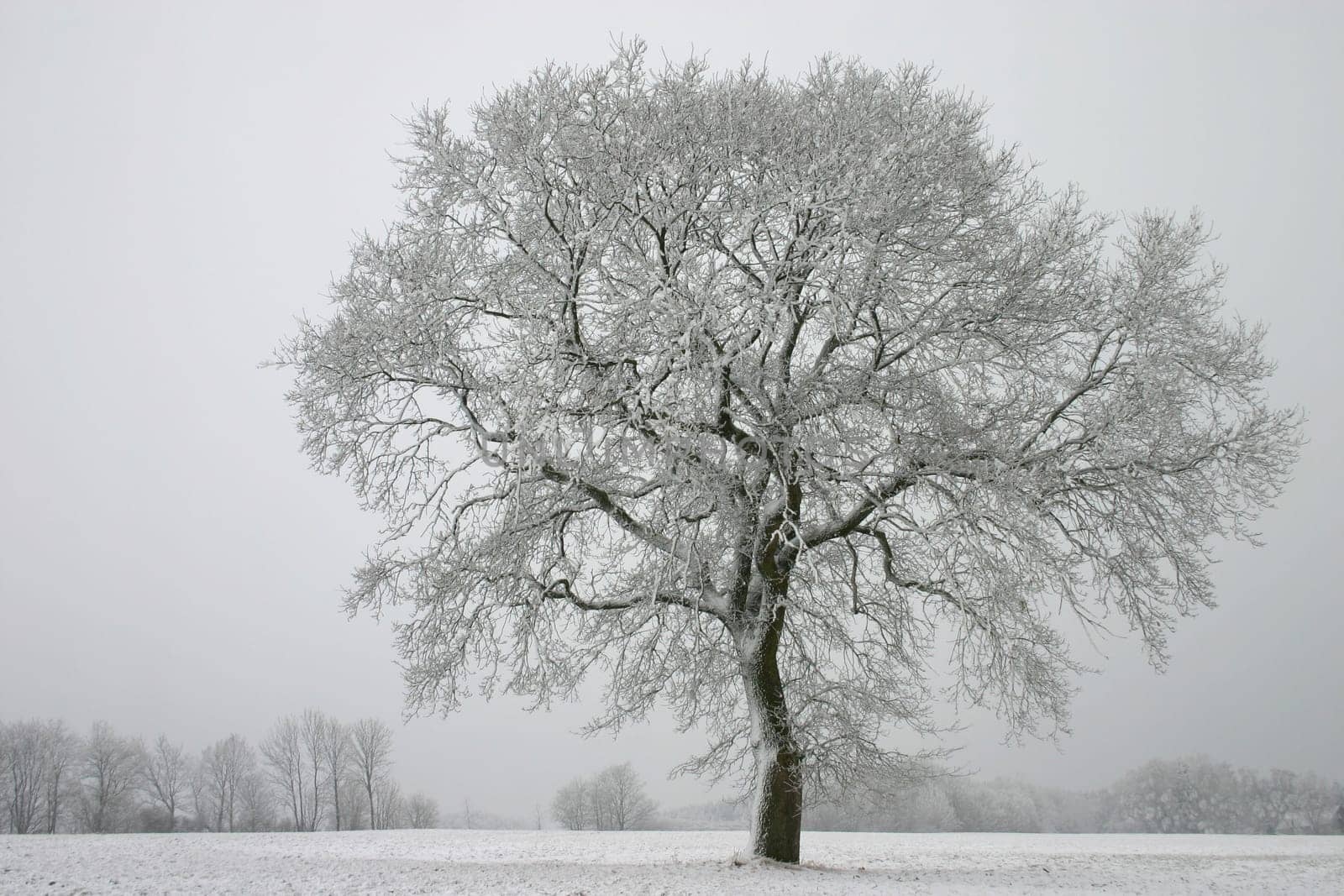 A solitary pedunculate oak in the course of the annual signs