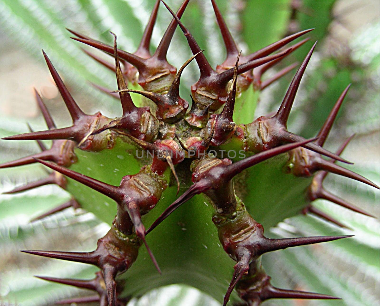 Euphorbia hottentotoa