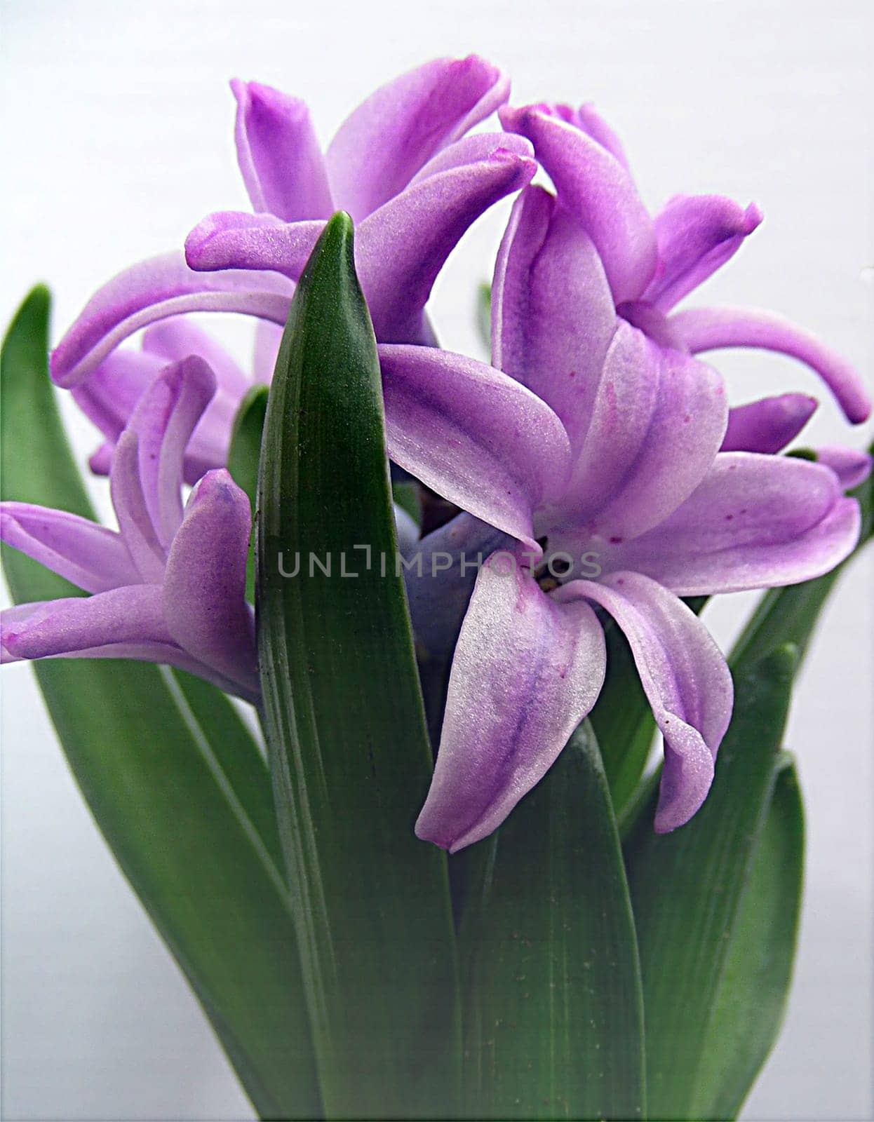 Hyacinth (Hyacinthus orientalis) in my garden. ---- The name "hyacinth"" comes from Greek mythology. Hyakinthos was unintentionally killed by Apollo while throwing discus. Hyacinth then grew out of the blood of Hyakinthos."