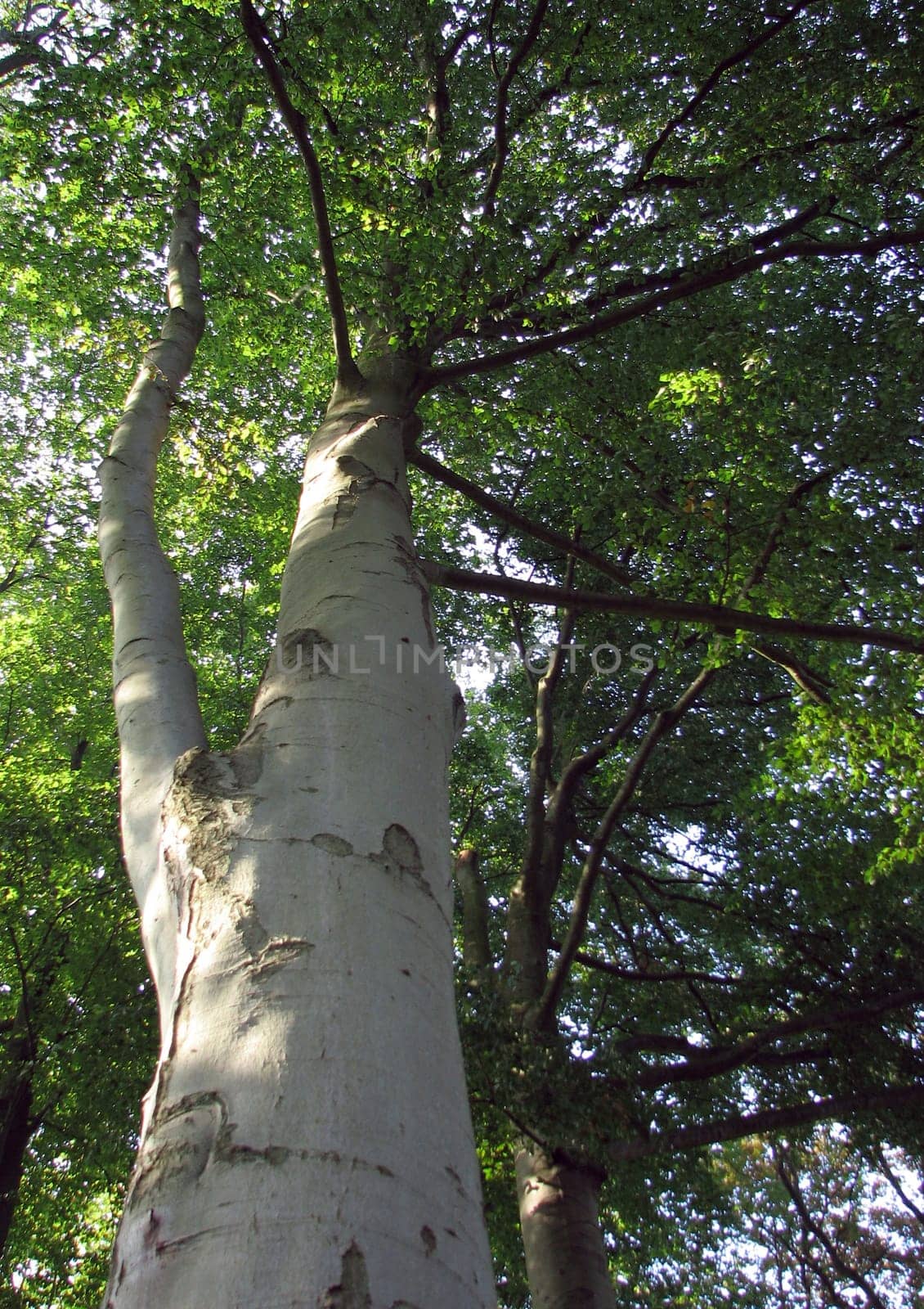 the tree. Birch trees are often pioneer plants in open spaces. Since their life expectancy is only about 40 to 60 years,they are often displaced by other tree species  unless the soil is optimal for birch trees. After just six years,you can get a