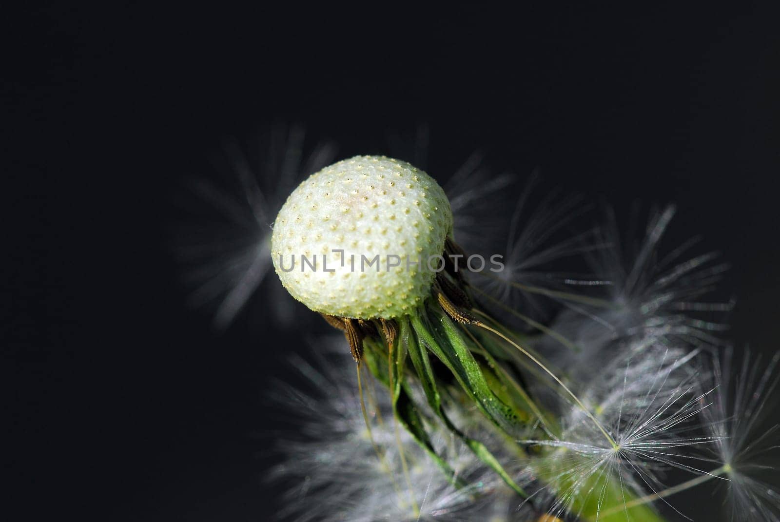 Dandelion 3