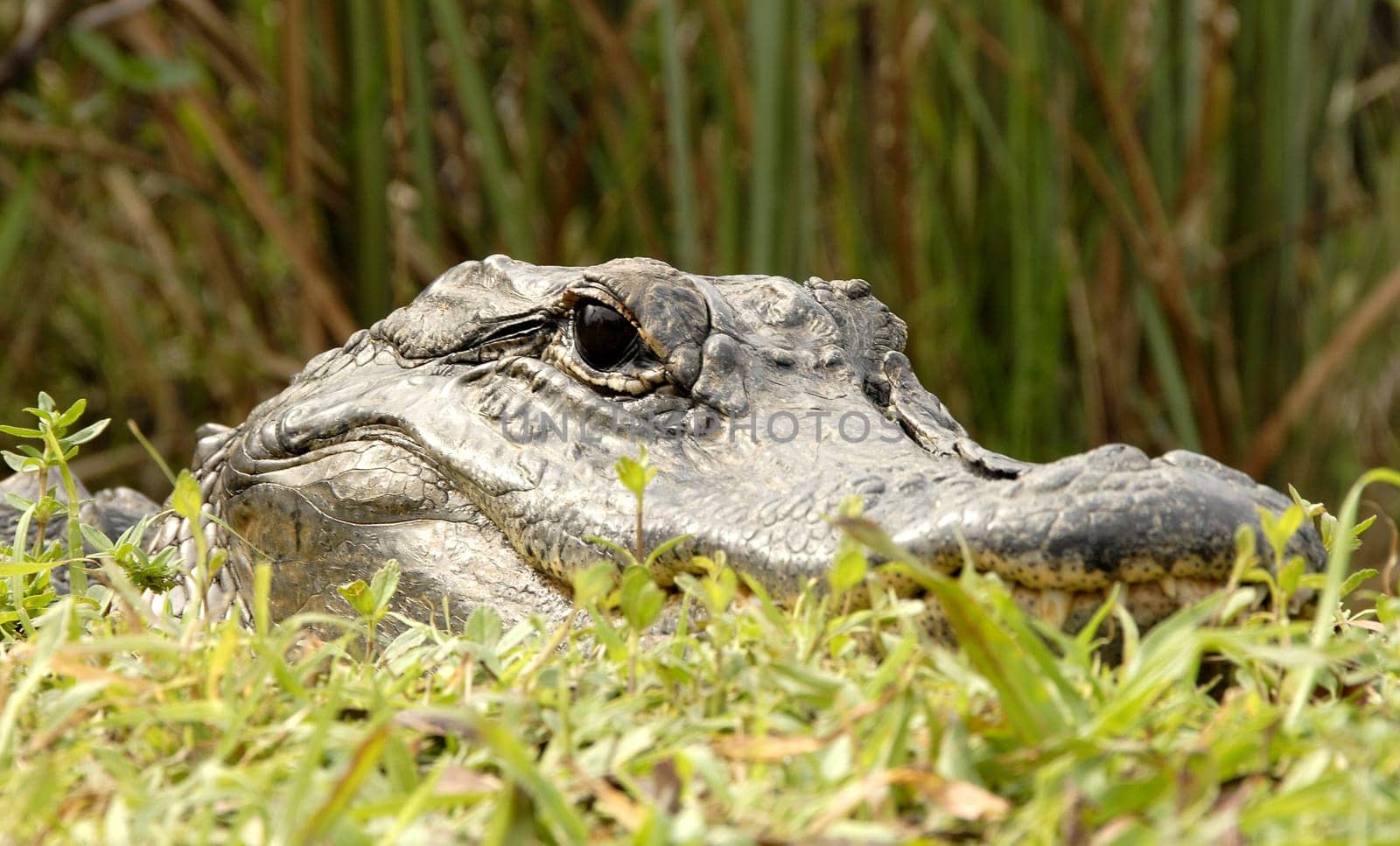 The natural habitats of alligators are America (Mississippi alligator) and the People's Republic of China (China alligator). While the China alligator can only grow to a maximum length of 1.8 meters,the maximum length for the Mississippi alligators is up to