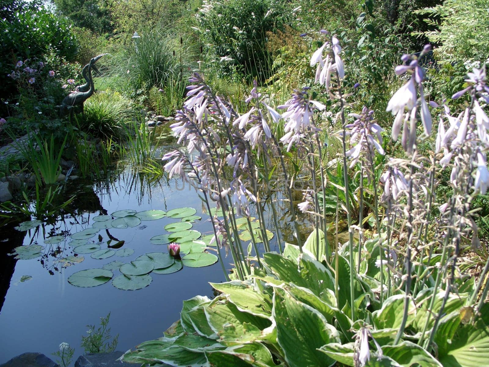 garden pond bordered with plants