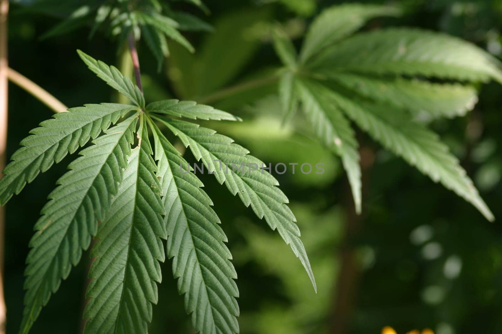 Hemp leaves