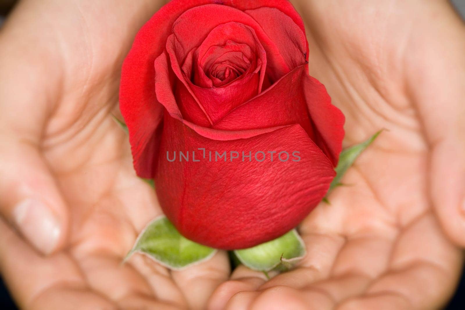 Rose Gift