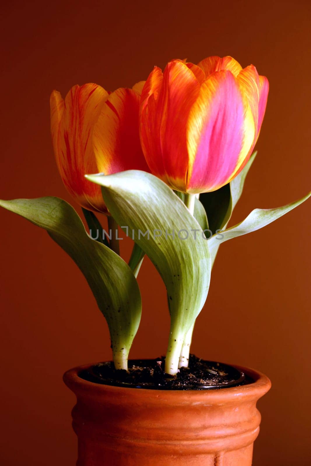 Tulips in pots