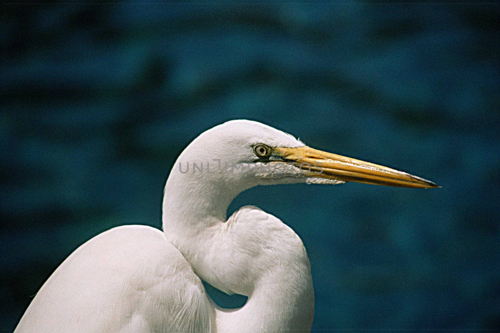 Great egret