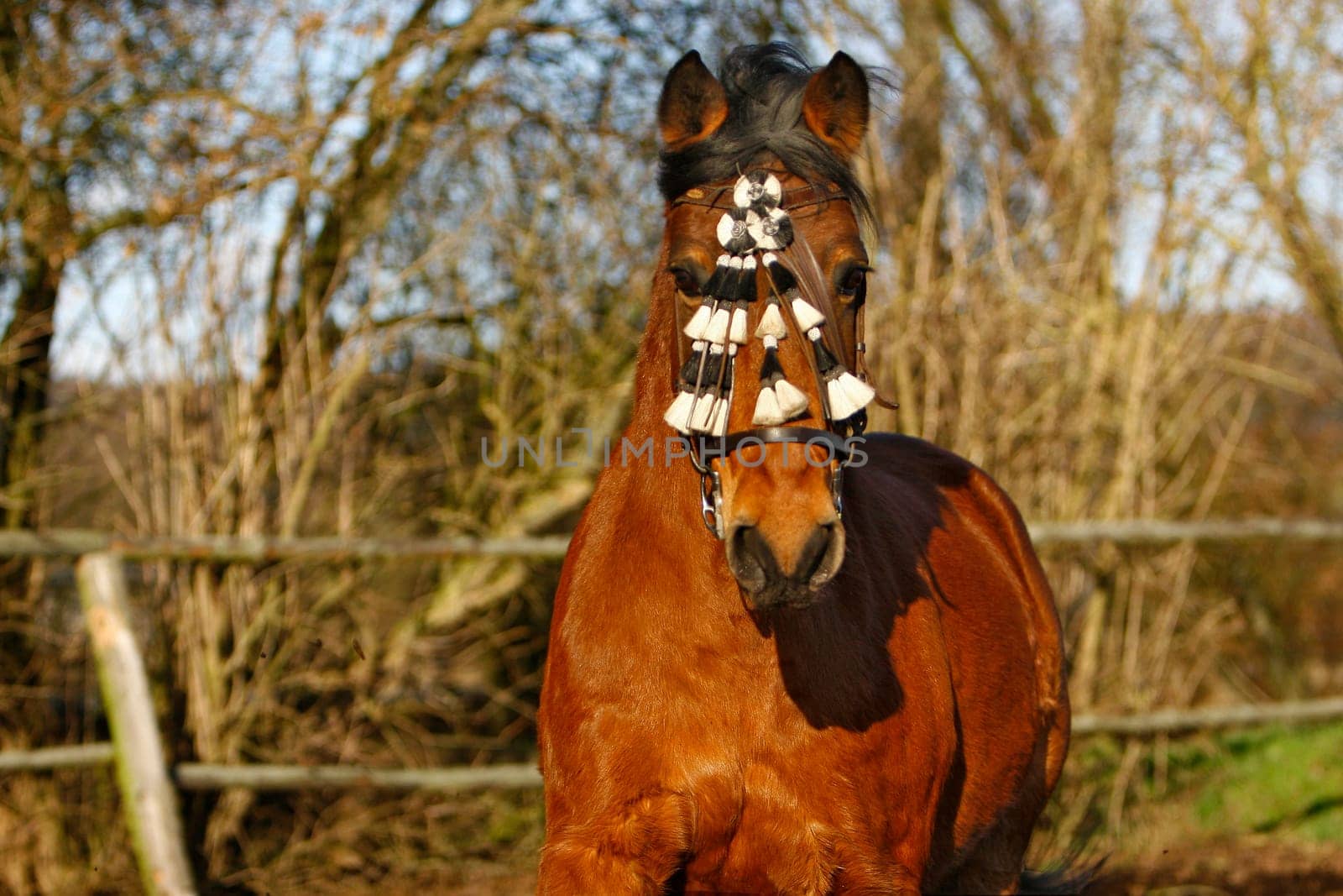 no,he didn't run me over,but it's a lot of fun for him to run towards me at full gallop and hit a hook at the last moment. Not recommended for imitation -) unless you know the horse very well... I can be in such a situation