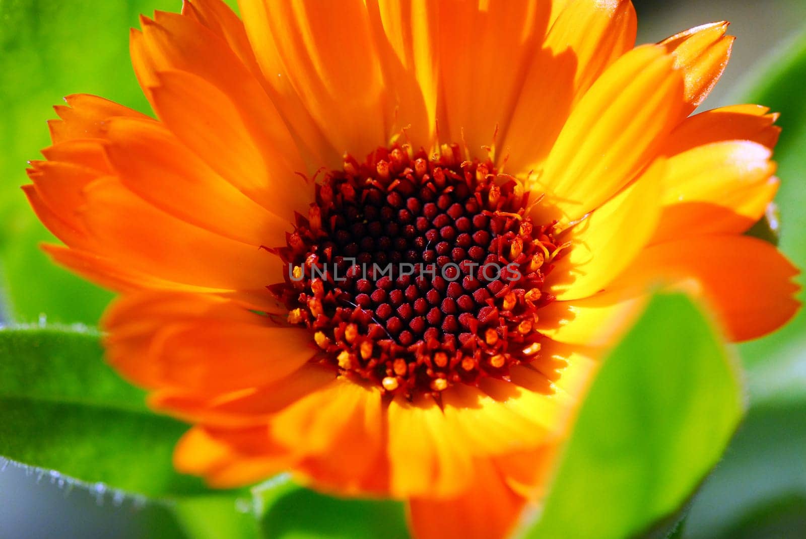 Asteraceae