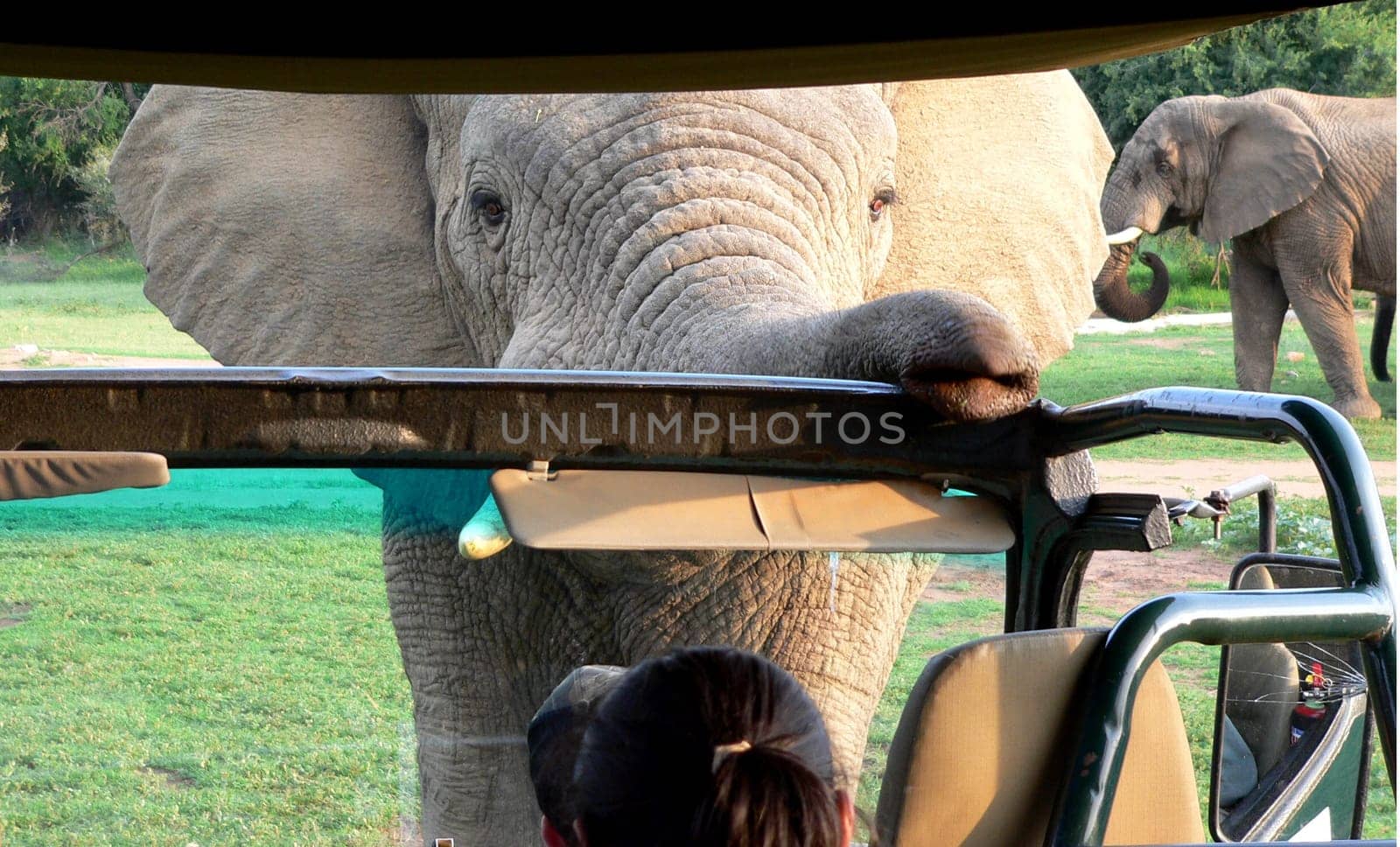 Elephant inspects our safari jeep