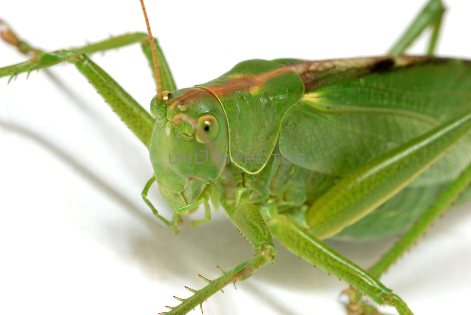 Grasshopper
