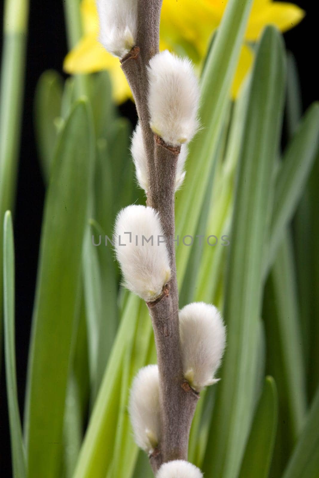 Goat willow