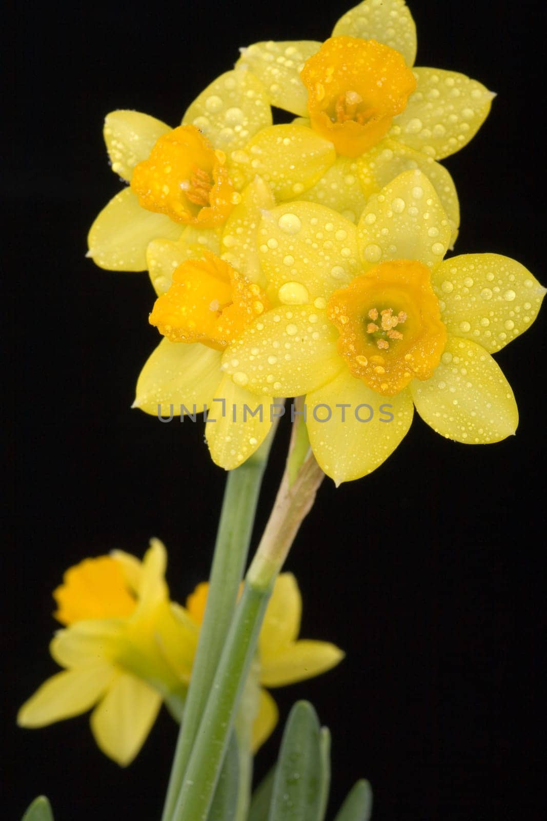 Harbinger of spring