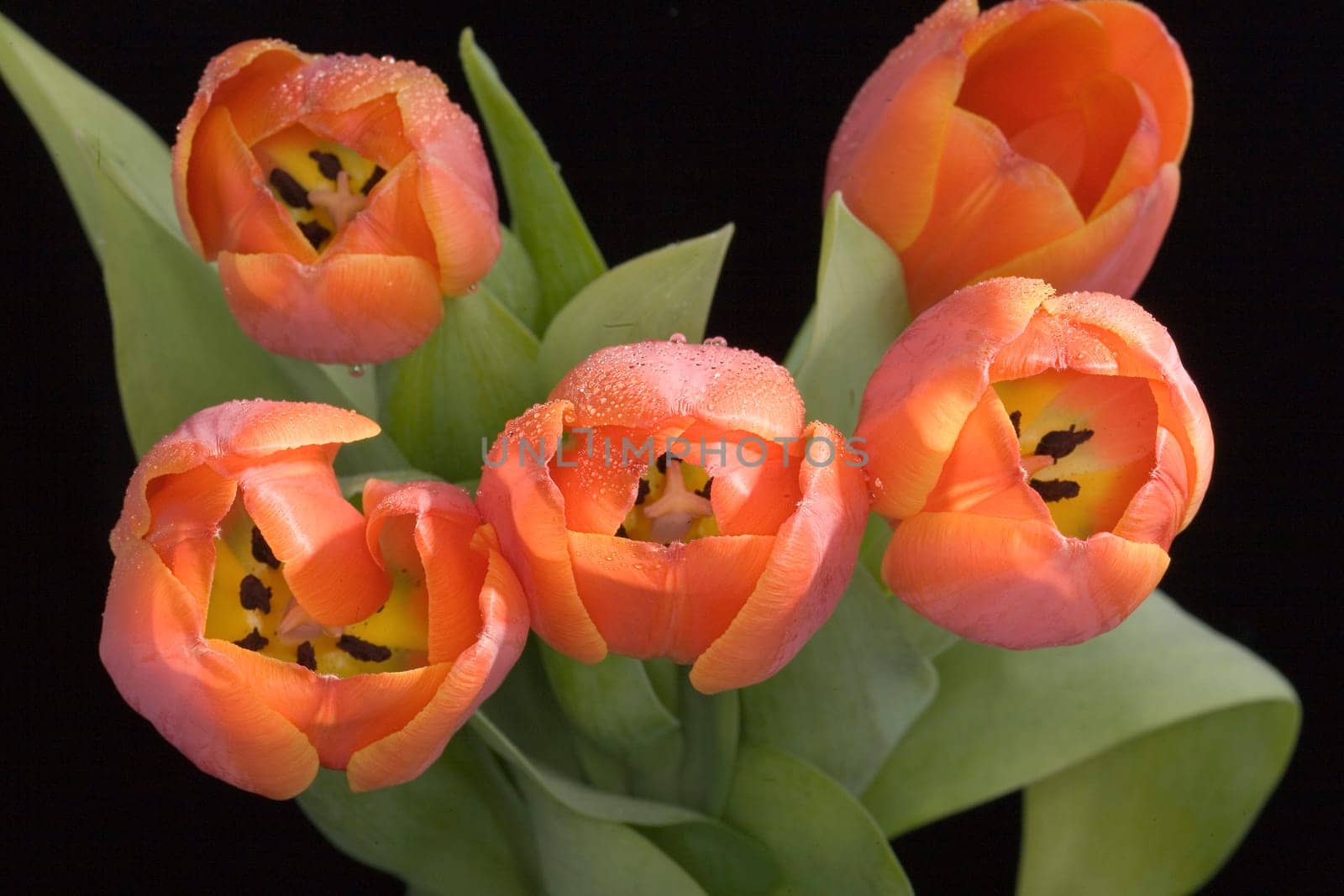 Spring greetings