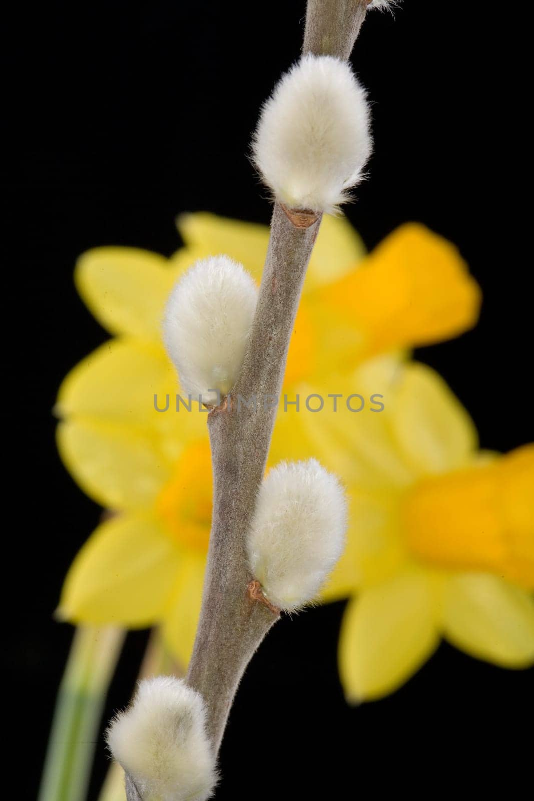 Goat willow