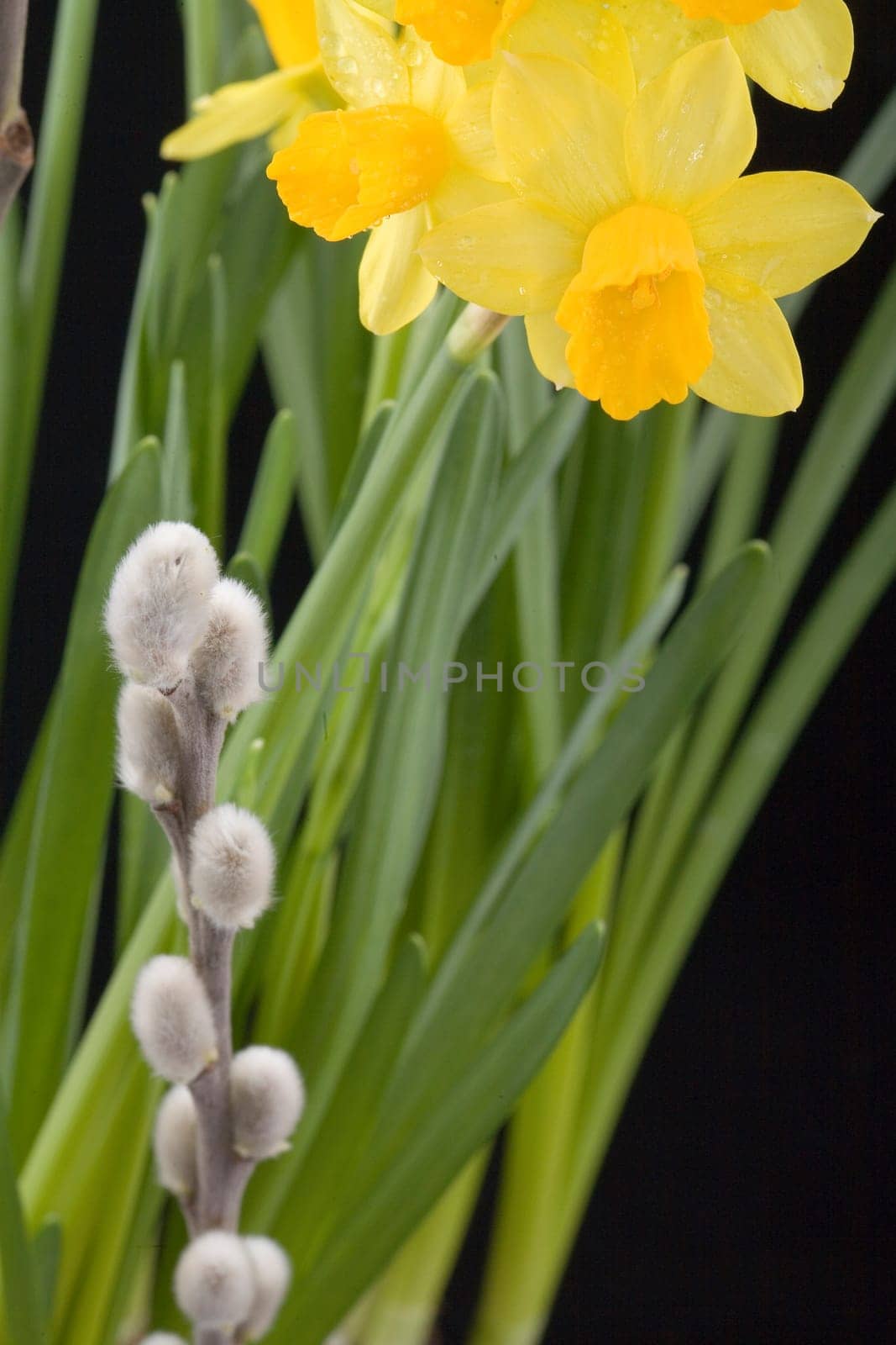 Spring flowers
