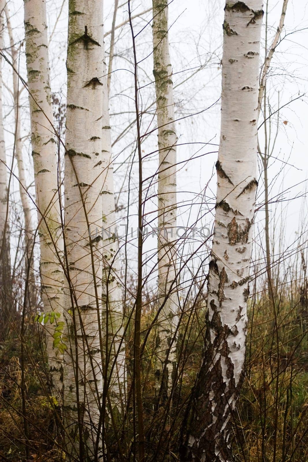 Birch portrait format