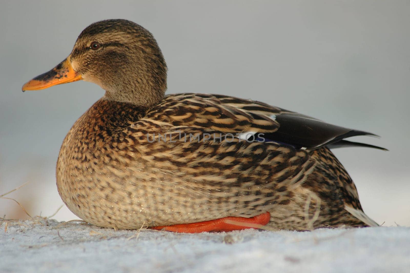 This is also an older picture,because there is still no snow....! If I were to photograph it again from today's point of view,I would probably have put the focus more on the eye area......!:-)