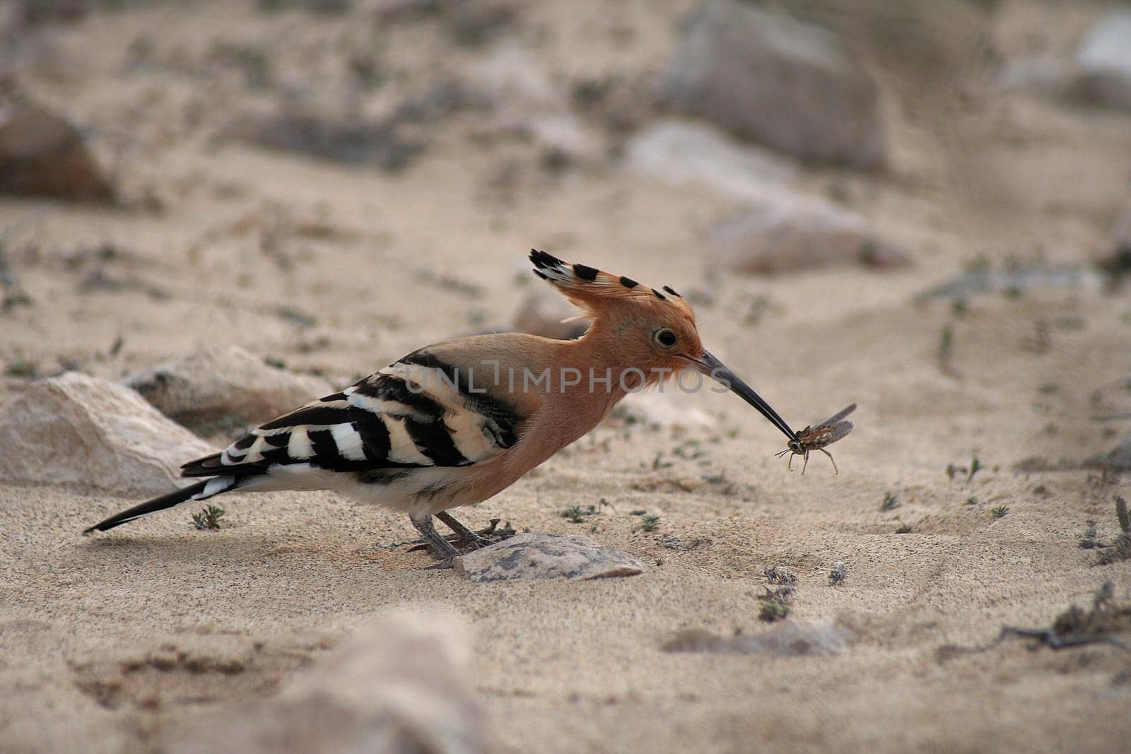 Hoopoe