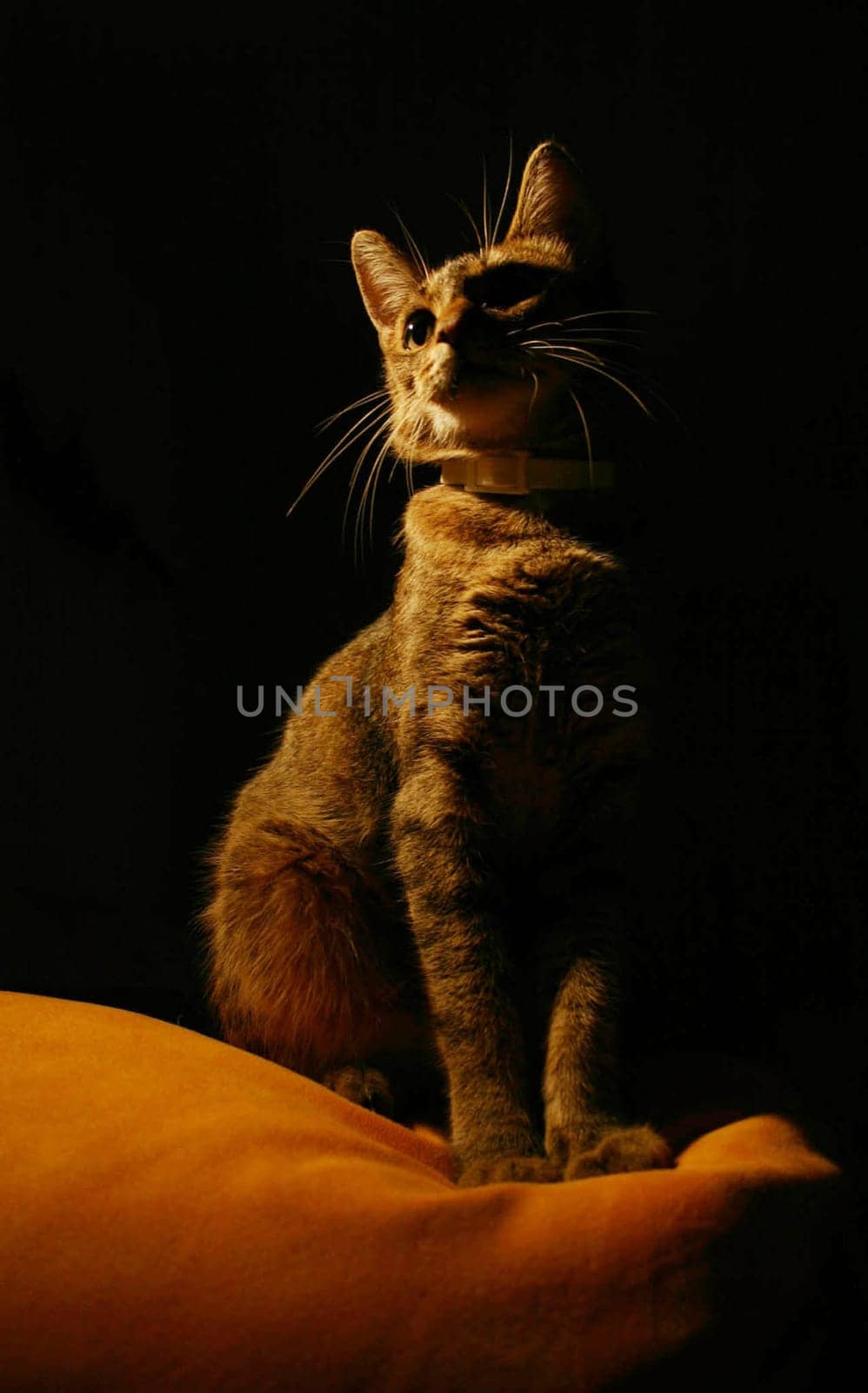 Cat Portrait