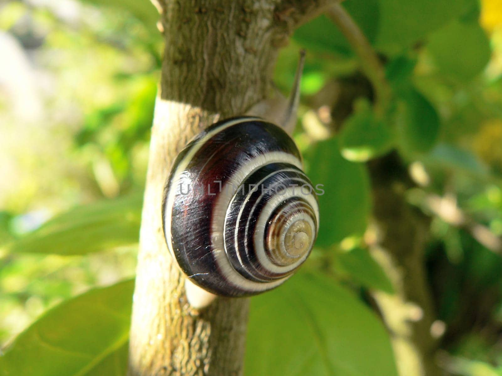 Garden ribbon snail in the bushes
