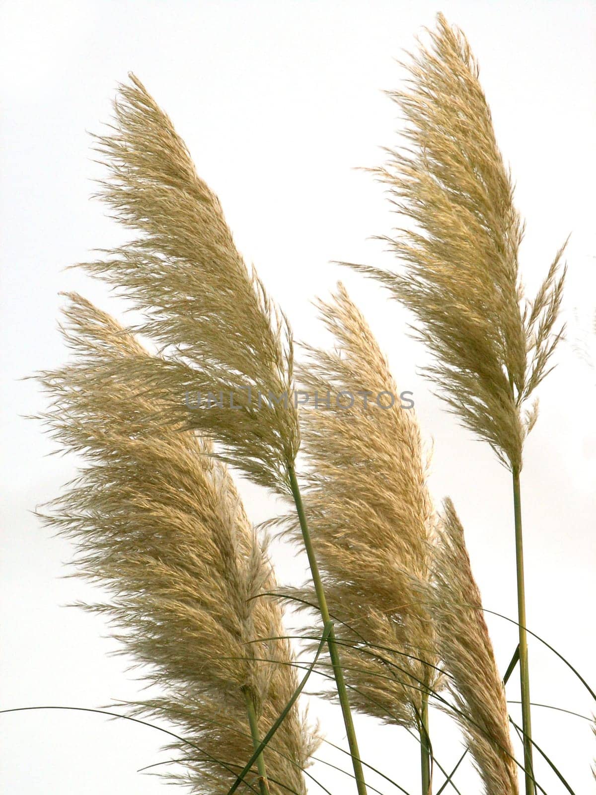 Pampas grass