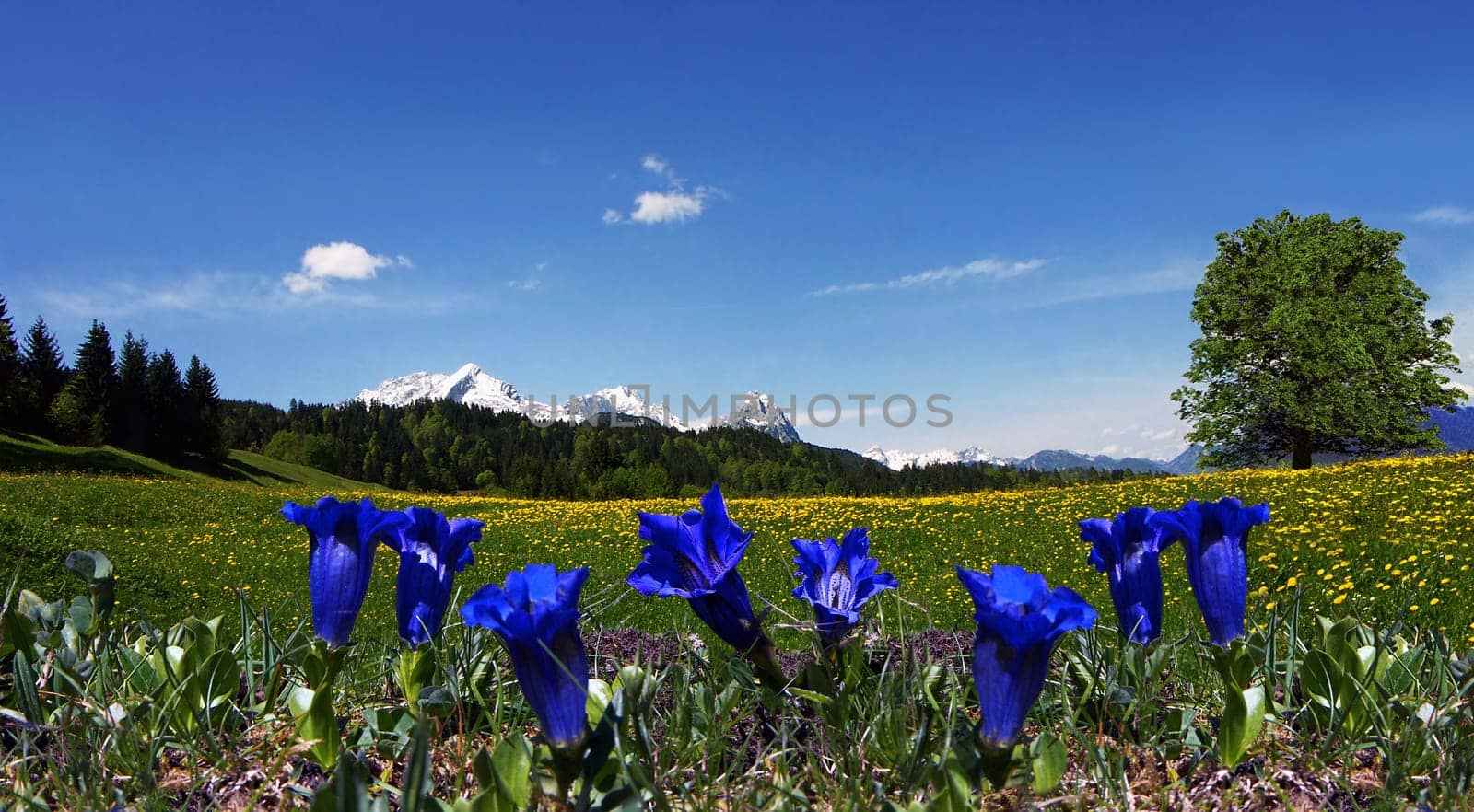 Gentian meadow