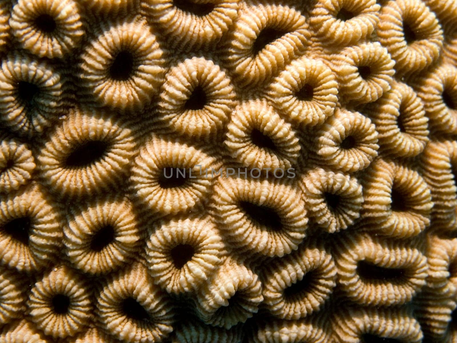 abrupt pattern of a stony coral