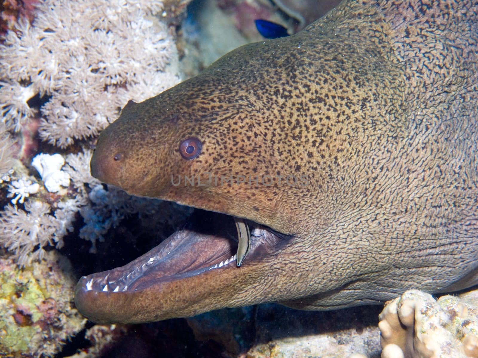 Giant moray eel with a live toothbrush