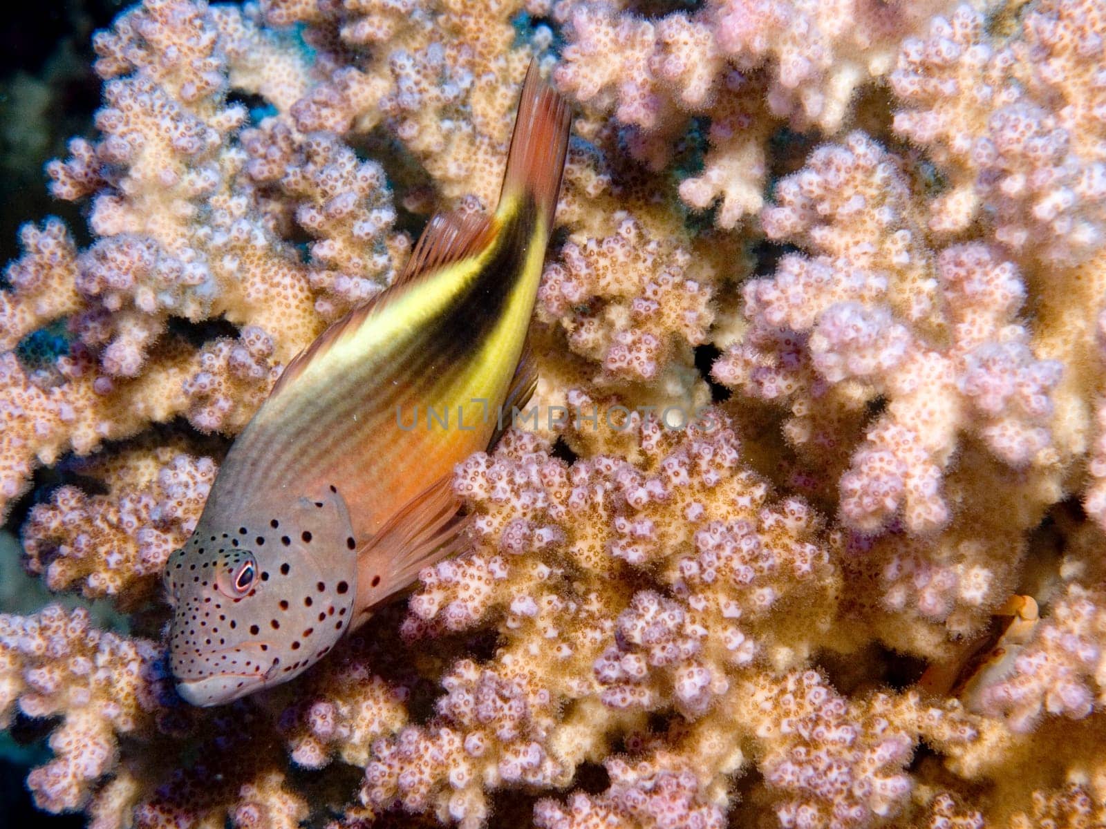 Forster's tufted perch or coral guardian