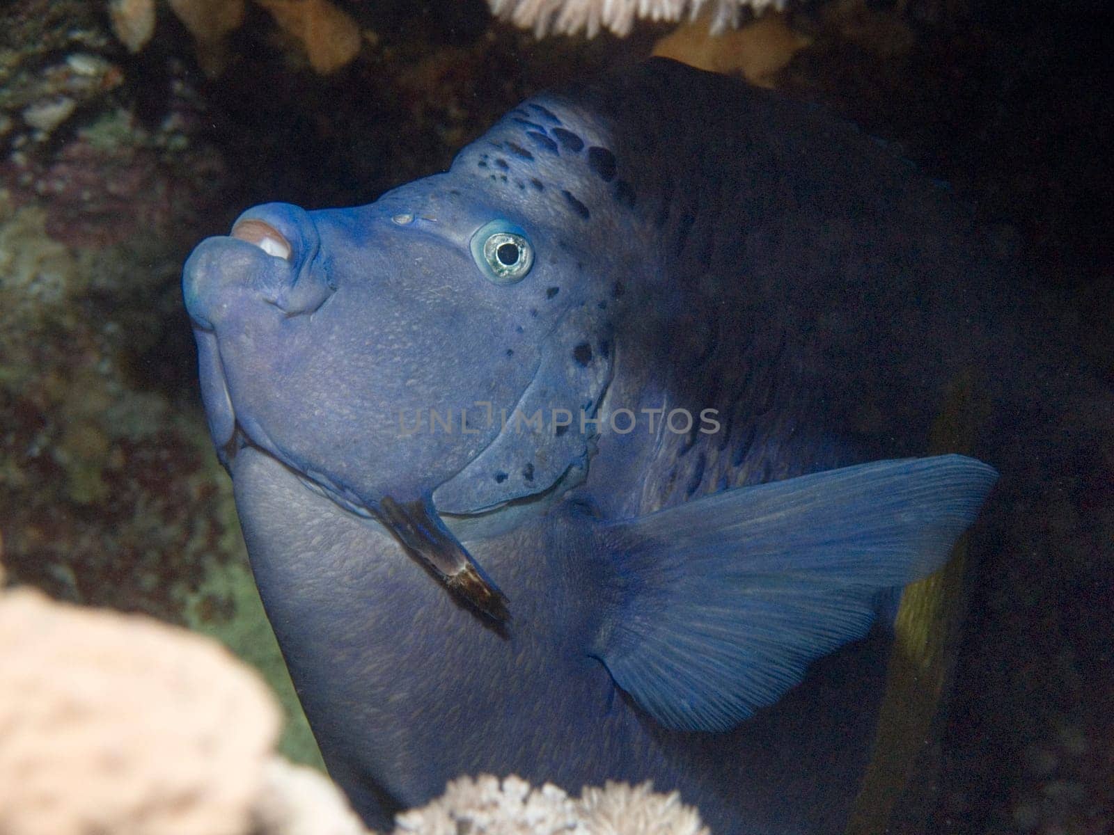 Arabian surgeonfish peeks out of its cover