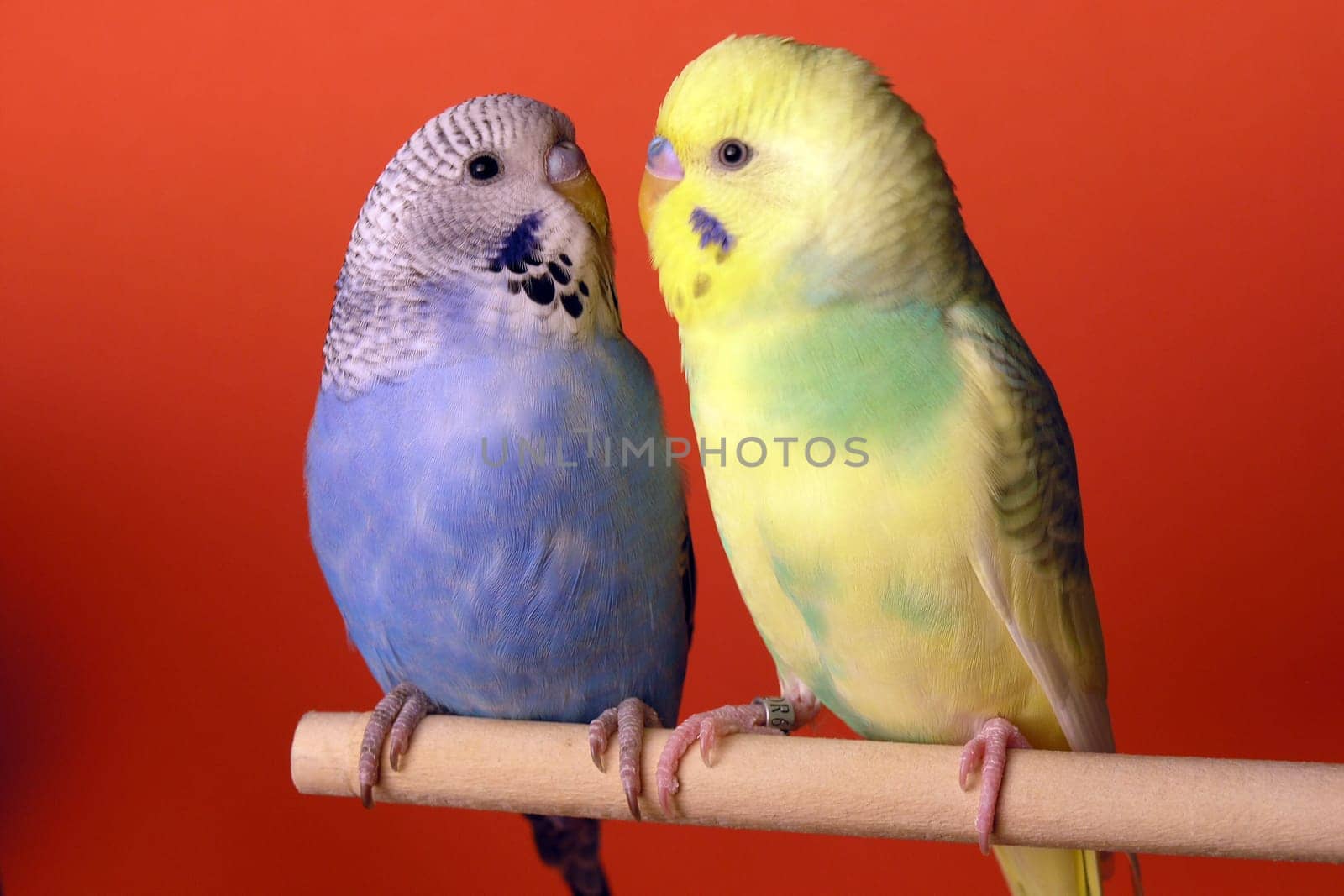 Budgie friends
