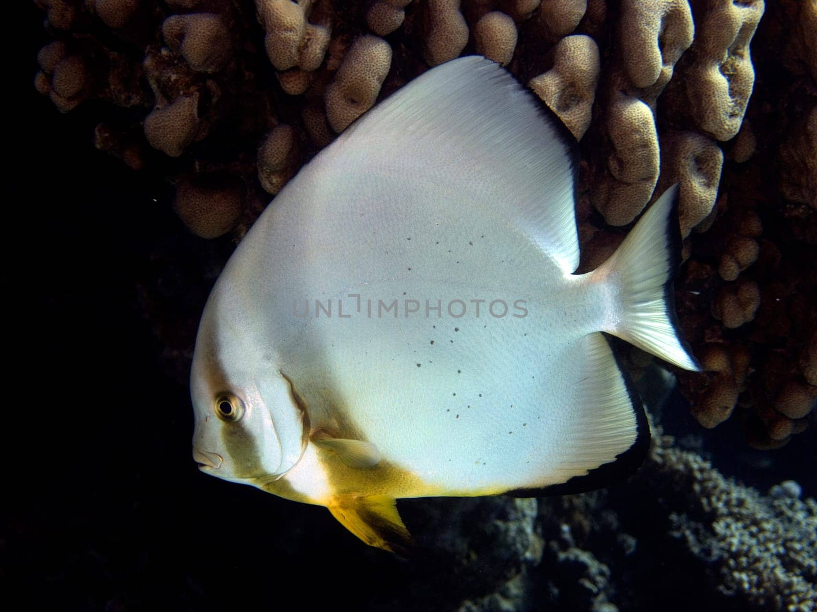 Batfish