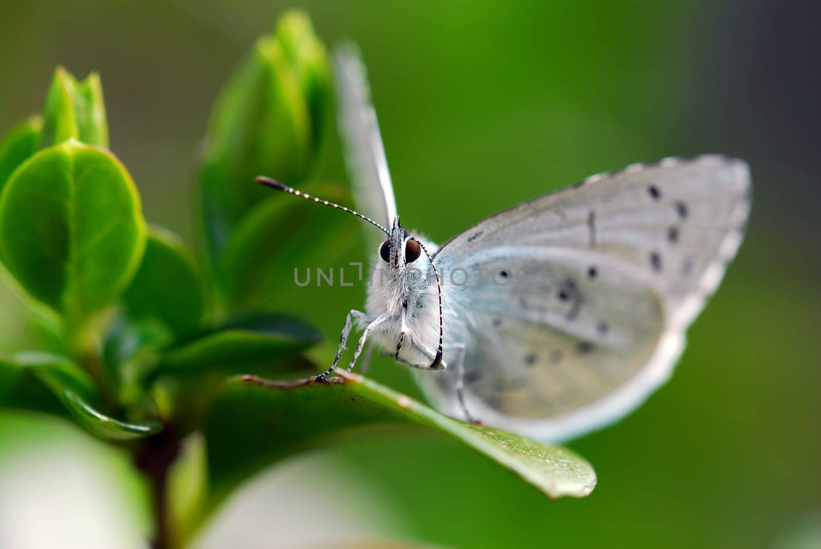 Holly blue