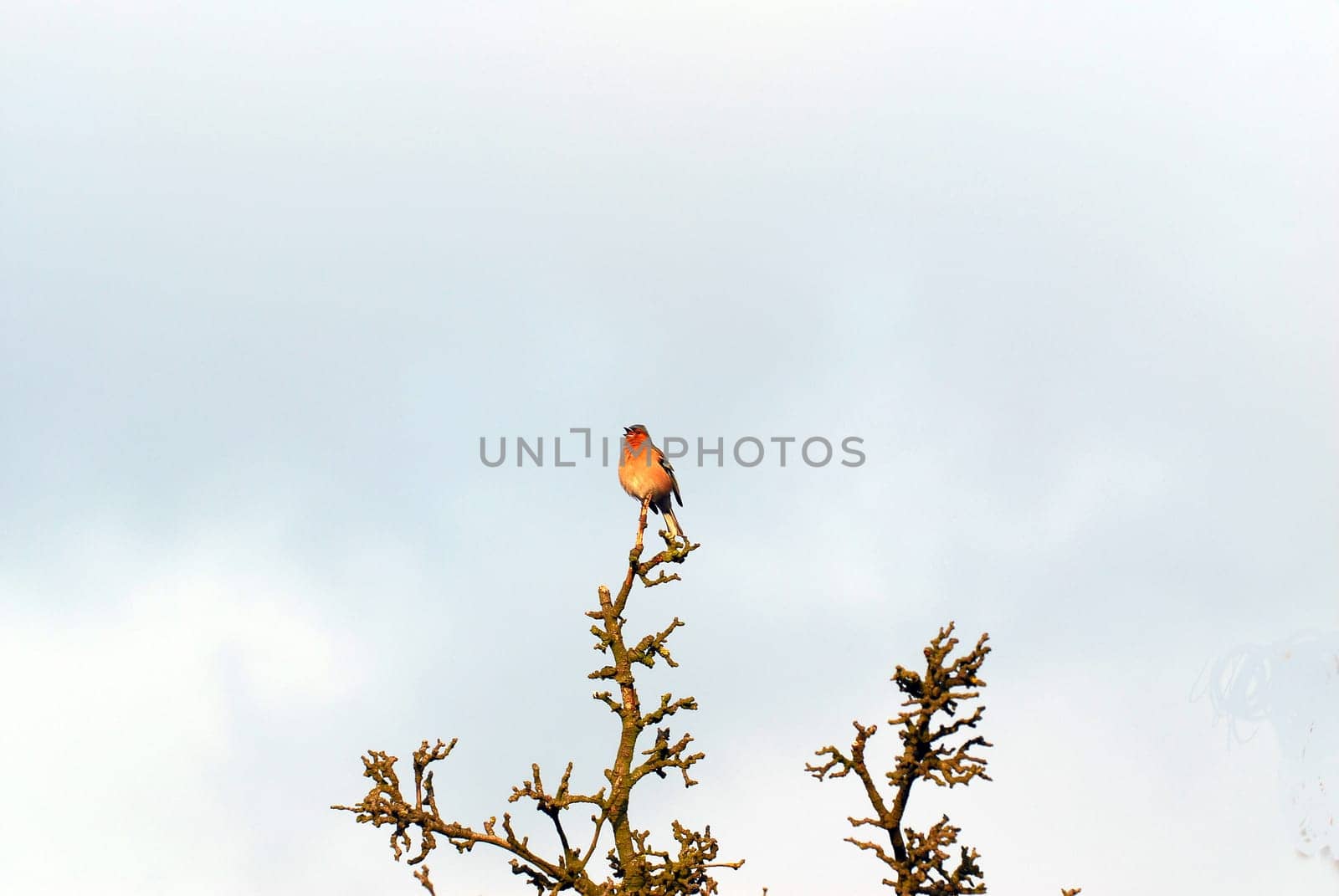 Chaffinch