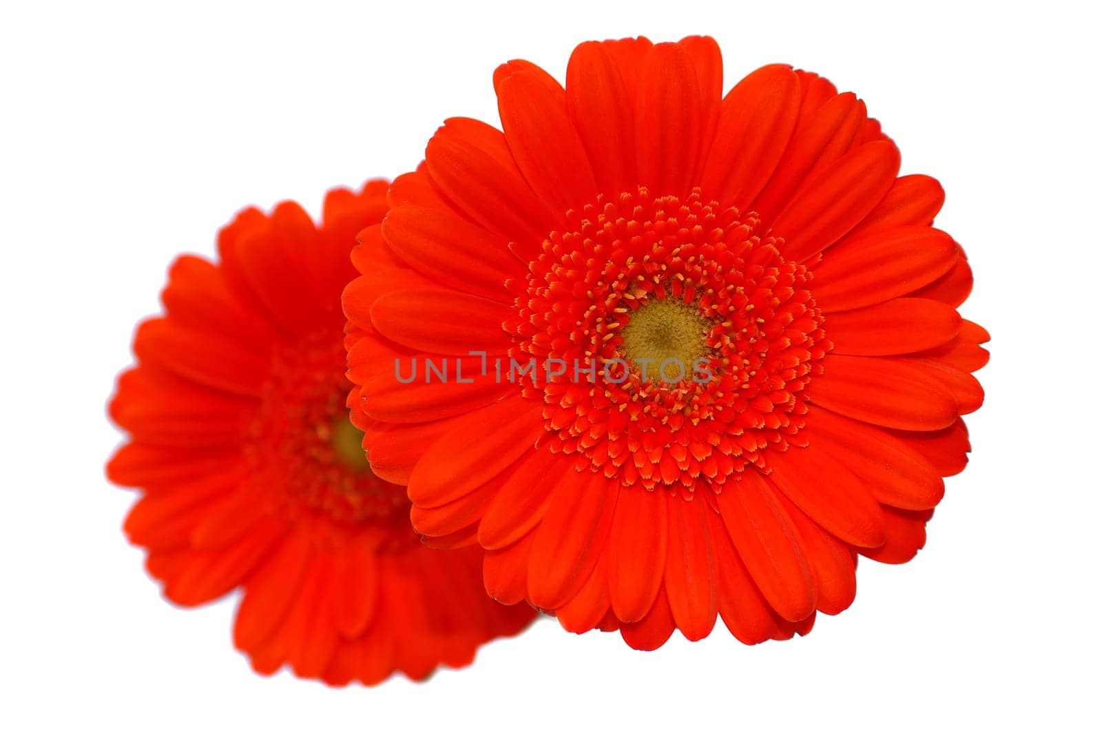 Gerbera