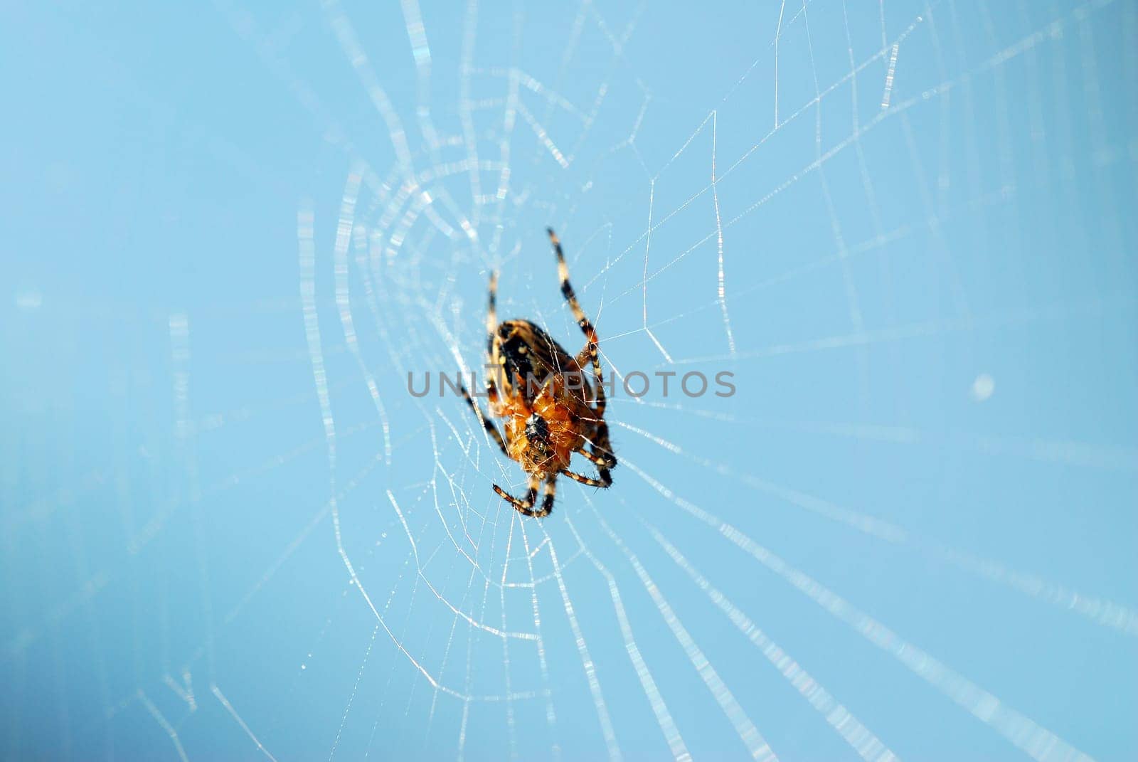 Garden spider 2
