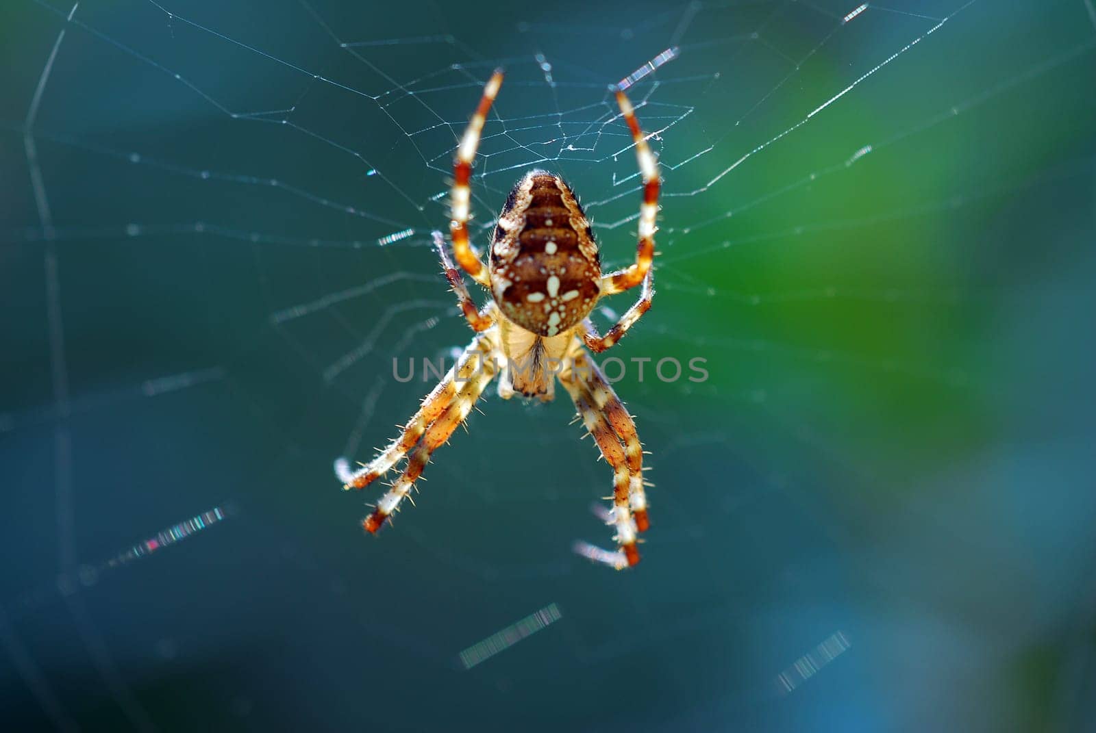 European garden spider