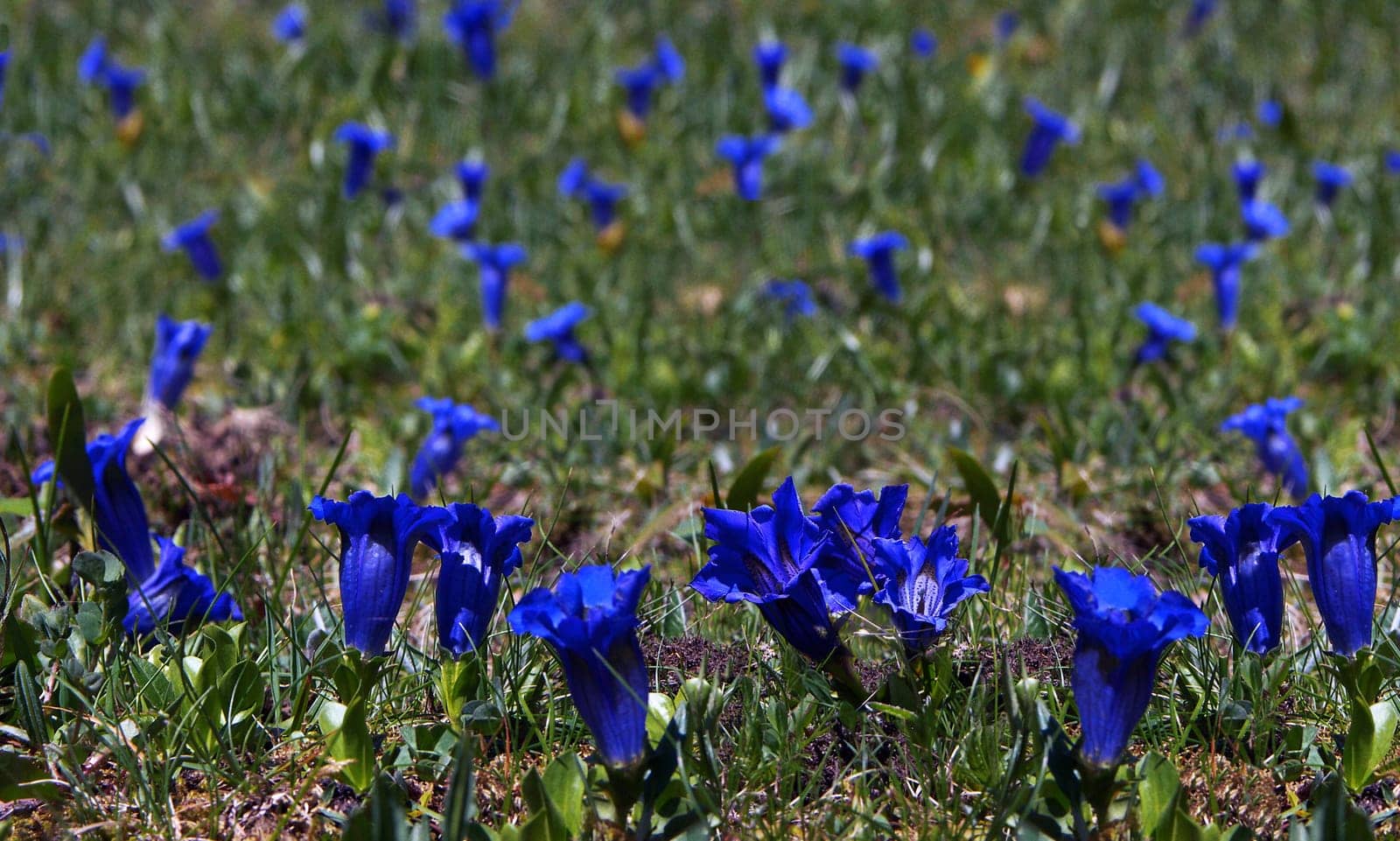 Gentian Sea